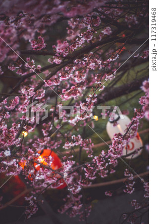 桜 さくら サクラ 117319468
