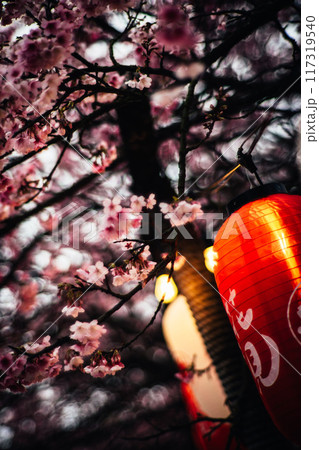 桜 さくら サクラ 117319540