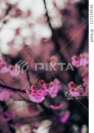 桜 さくら サクラ 117319546