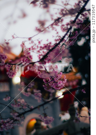 桜 さくら サクラ 117319547