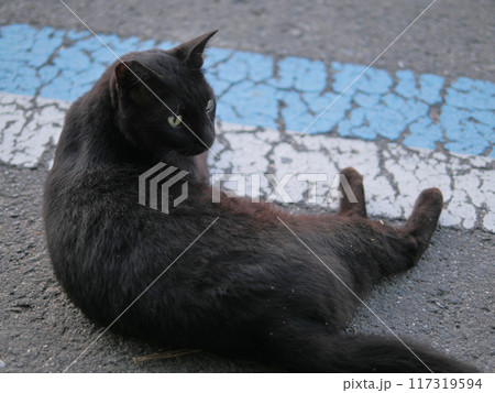 道端で横になる黒猫 117319594