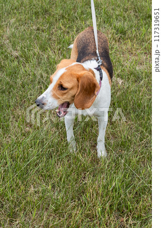 Beagle dog on leash standing on grass field. Pets and outdoor activities. Beagle dog on leash standing on grass field. Pets and outdoor activities. 117319651