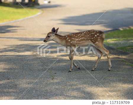 奈良公園の可愛い子鹿 117319709