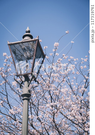 満開の桜と青空とレトロな街灯 117319761