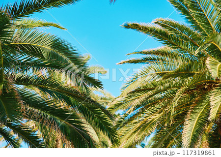 Palm trees with lush fronds set against clear blue sky. Summer background with tropical trees with green leaves, bottom view. Vacation in tropical beach concept Palm trees with lush fronds set against clear blue sky. Summer background with tropical trees with green leaves, bottom view. Vacation in tropical beach concept 117319861