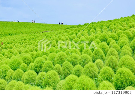 緑のコキアのある風景 117319903