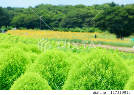 緑のコキアのある風景 緑のコキアのある風景 117319913