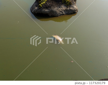 猛暑で腐敗した池に浮く魚の死骸 117320179