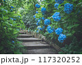 青の紫陽花と階段（鎌倉・明月院） 117320252
