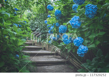 青の紫陽花と階段（鎌倉・明月院） 117320252