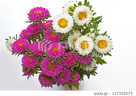 束ねたアスター(蝦夷菊) 束ねたアスター(蝦夷菊) 117320273