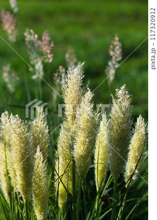 ミニパンパスグラス シロガネヨシの花穂の風景 ミニパンパスグラス シロガネヨシの花穂の風景 117320912