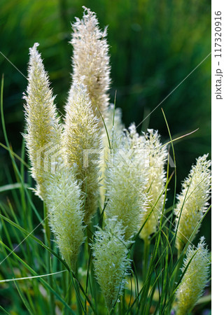 ミニパンパスグラス シロガネヨシの花穂の風景 117320916
