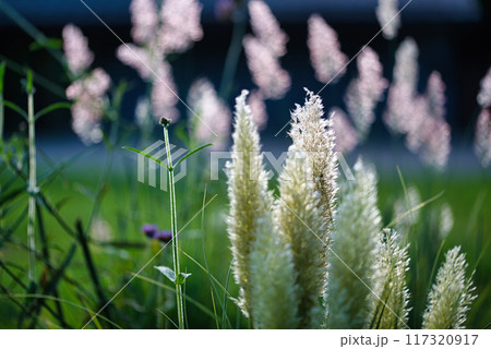 ミニパンパスグラス シロガネヨシの花穂の風景 117320917