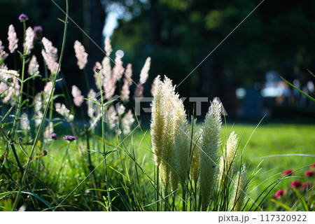 ミニパンパスグラス シロガネヨシの花穂の風景 117320922