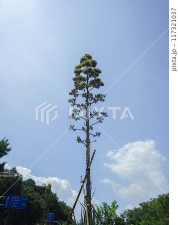 開花18日後の上永谷のアオノリュウゼツラン 開花18日後の上永谷のアオノリュウゼツラン 117321037