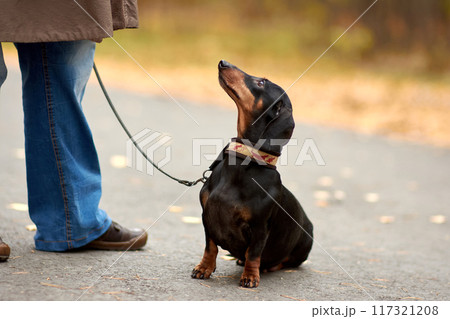 Miniature Dachshund Obediently Sitting on Autumn Road with Owner in Blue Jeans and Brown Shoes 117321208