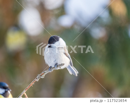 Cute bird the willow tit, song bird sitting on a branch without leaves in the winter. 117321654