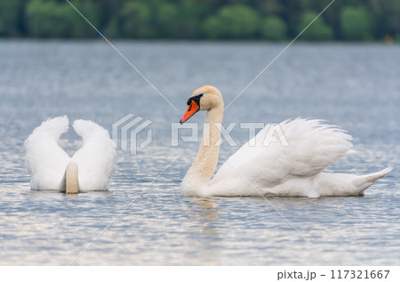 Mating games of a pair of white swans. Swans swimming on the water in nature. Valentine's Day background Mating games of a pair of white swans. Swans swimming on the water in nature. Valentine's Day background 117321667