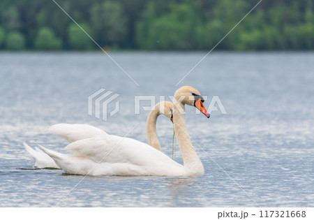 Mating games of a pair of white swans. Swans swimming on the water in nature. Valentine's Day background Mating games of a pair of white swans. Swans swimming on the water in nature. Valentine's Day background 117321668