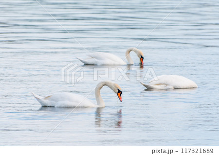 Graceful white Swans swimming in the lake, swans in the wild 117321689