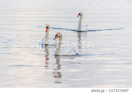Three graceful white swans swims in the lake, swans in the wild. Three graceful white swans swims in the lake, swans in the wild. 117321697