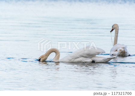 Two Graceful white Swans swimming in the lake, swans in the wild 117321700