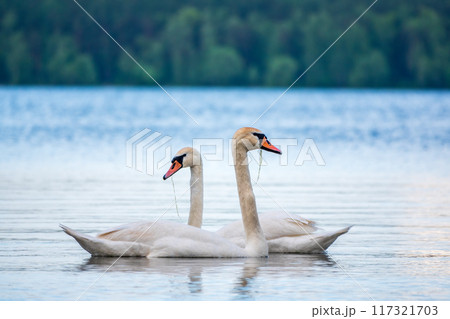 Two Graceful white Swans swimming in the lake, swans in the wild Two Graceful white Swans swimming in the lake, swans in the wild 117321703