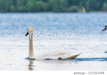 Graceful white Swan swimming in the lake, swans in the wild. Portrait of a white swan swimming on a lake. Graceful white Swan swimming in the lake, swans in the wild. Portrait of a white swan swimming on a lake. 117321704