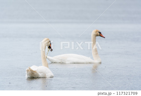 Two Graceful white Swans swimming in the lake, swans in the wild Two Graceful white Swans swimming in the lake, swans in the wild 117321709