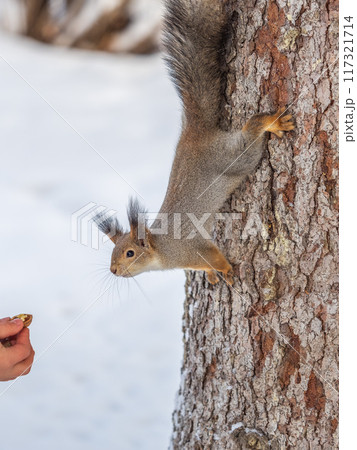 Squirrel eats nuts from a man's hand. Caring for animals in winter or autumn. Squirrel eats nuts from a man's hand. Caring for animals in winter or autumn. 117321714