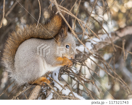 The squirrel with nut sits on tree in the winter or late autumn The squirrel with nut sits on tree in the winter or late autumn 117321743