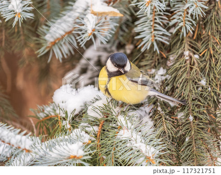 Cute bird Great tit, songbird sitting on the fir branch with snow in winter 117321751