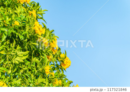 Tecoma stans yellow flowers close-up, yellow trumpetbush, yellow bells, yellow elder, green leaves, blue sky background, beautiful flower texture Tecoma stans yellow flowers close-up, yellow trumpetbush, yellow bells, yellow elder, green leaves, blue sky background, beautiful flower texture 117321846