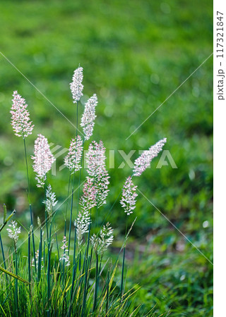 朝日に輝くメリニス サバンナのピンクの花穂の風景 朝日に輝くメリニス サバンナのピンクの花穂の風景 117321847
