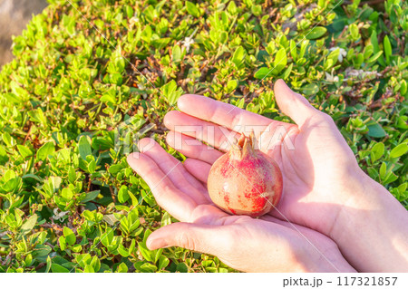 Woman's hands picking up fruit from tree. Orchard with big red pomegranates in Israel. Autumn - collection season harvest of ripe pomegranates. Woman's hands picking up fruit from tree. Orchard with big red pomegranates in Israel. Autumn - collection season harvest of ripe pomegranates. 117321857