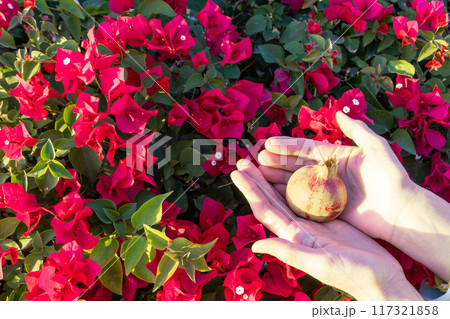 Woman's hands picking up fruit from tree. Orchard with big red pomegranates in Israel. Autumn - collection season harvest of ripe pomegranates. 117321858