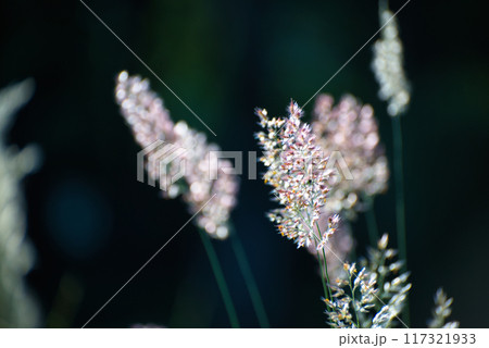 朝日に輝くメリニス サバンナのピンクの花穂の風景 朝日に輝くメリニス サバンナのピンクの花穂の風景 117321933