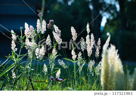朝日に輝くメリニス サバンナのピンクの花穂の風景 朝日に輝くメリニス サバンナのピンクの花穂の風景 117321963