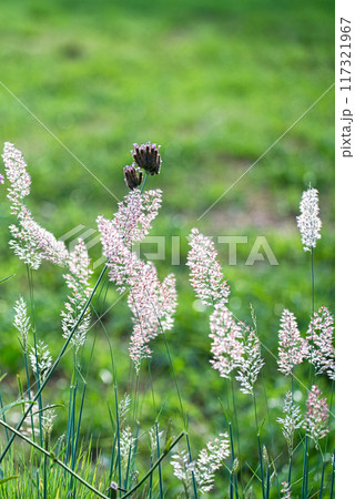 朝日に輝くメリニス サバンナのピンクの花穂の風景 117321967