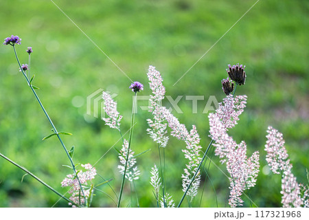朝日に輝くメリニス サバンナのピンクの花穂の風景 117321968