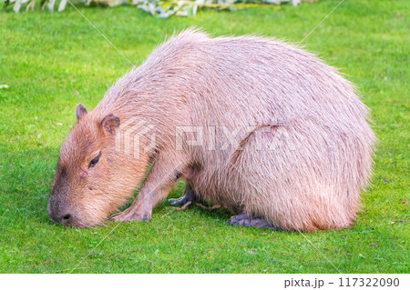 A large capybara lies on the green grass in the park 117322090