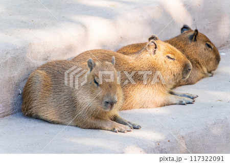 Three capybara in the park 117322091