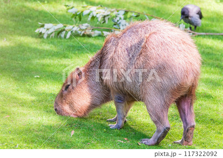 A large capybara walks on the green grass in the park 117322092
