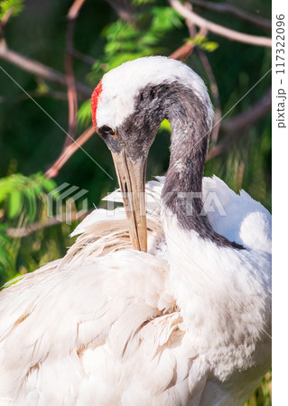 Red-crowned crane (Grus japonensis), also known as the Japanese crane or Manchurian crane. 117322096