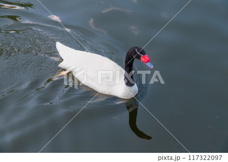 The black-necked swan, Cygnus melancoryphus, is a swan that is the largest waterfowl native to South America. The body plumage is white with a black neck and head and greyish bill 117322097
