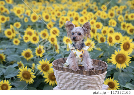 ひまわり畑とカゴに入って微笑むヨークシャテリア ひまわり畑とカゴに入って微笑むヨークシャテリア 117322166