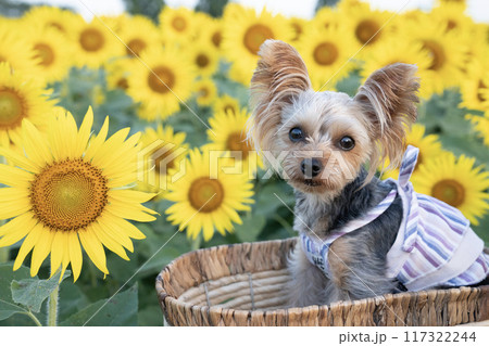 ひまわり畑とカゴに入って微笑むヨークシャテリア 117322244