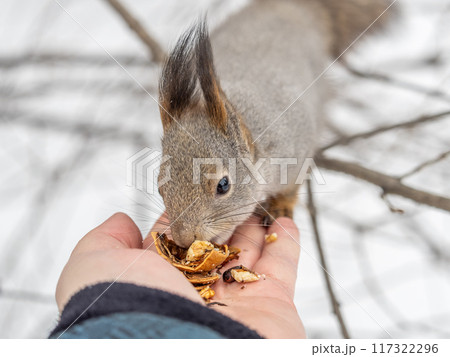 Squirrel eats nuts from a man's hand. Caring for animals in winter or autumn. 117322296