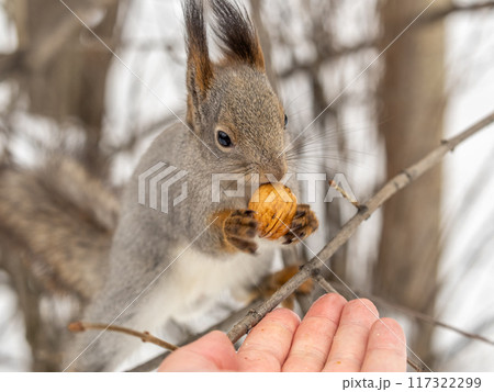 Squirrel eats nuts from a man's hand. Caring for animals in winter or autumn. 117322299